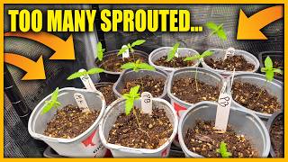 TOO MANY NEW SEEDLINGS - w/MARSHYDRO TENTS AND LIGHTS
