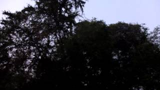 loud bugs in Thailand