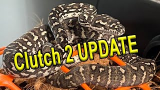 Clutch 2 Jungle Carpet Python UPDATE!