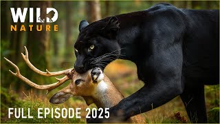WILD AMAZON | Mysteries of the Ultimate Predators #naturedocumentaries | Wild Nature