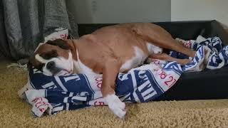 Boxer Rex dreaming and twitching paws and face. 😁
