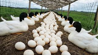 How to Raise Poultry for Eggs and Meat - Harvesting Clean Eggs