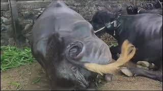 Best Jafrabadi Buffalo in dhule mandi