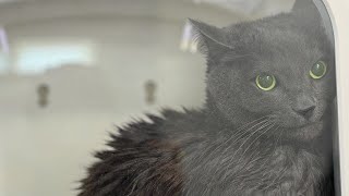 I Tried Grooming Two Cats...Only One Let Me Live To Tell The Tale