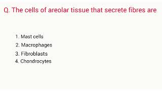 The cells of areolar tissue that secrete fibres are