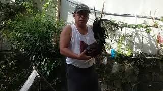 Love Vlog: Feeding My Stag Pogo, Pullets Pretty And Sam