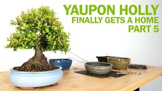Yaupon Holly Bonsai - Part 5 (Finally Gets a Home)