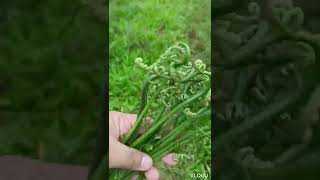 Humbang Nangka (Ginataang Langka) Boholanos Best