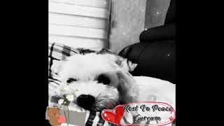Rest In Peace Gureum 💜💜 ~ 평화구름에서 휴식 💜💜 ~ #restinpeacegureum #gureum #dog #jungkook