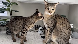 Sweet F2 Savannah Cats Are Excited To See Me. Cute Meows