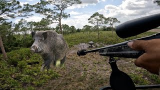 Giant Wild Hog! Catch & Cook