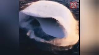 OSNI ¿QUÉ SON? Basado en Tecnología Extraterrestre/Tecnología Terrestre.