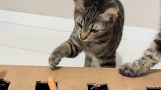 Cardboard fun for pets! 😂 | My kitty scratched me 😱❤️