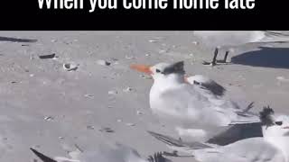 When you come home late | angry partner