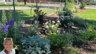 Beautiful Full Sun Combinations! Shrubs and Perennials. My Flowerbed Highlight! //FlowerFanatic