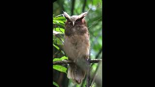Crested owl Family  Iphone Scoping  Sacha Lodge Ecuador