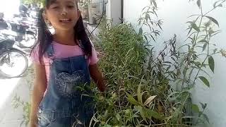 Lagu bahasa indonesia n tetun