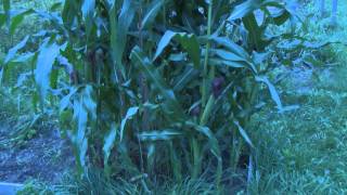 My Corn