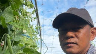 Beansboy  is live! Green Peas Vegetable Harvest February 25,2026
