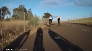 Kangaroos being a menace to society