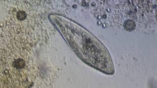 Paramecium Fortbewegung