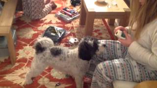 Django's Christmas Present