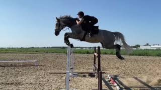 Tristarr's Henk Schooling - Imported AES Guelding FOR SALE