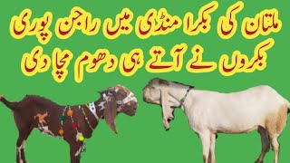 ملتان کی منڈی میں راجن پوری بکروں کی دھوم مچ Multan Bakra Mandi Main Rajan puri Bakrao ki Dhoom Mach
