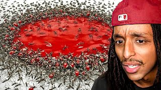 The Most Deadly Bugs That Only Eat Blood...