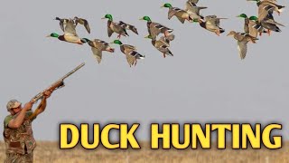 Duck hunting video 12 november 2022