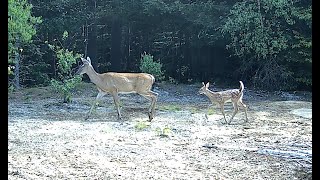 New Hampshire Trail Cam, July 2022 — Baby deer with mom