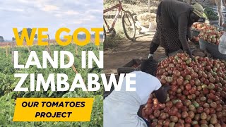 Rented Land in Zimbabwe to Farm Tomatoes | Here's What I Found | First Look at Our Tomatos  Zimbabwe