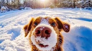 3H Calming Music for Anxious Dogs 🐶🎵 Relaxing Music for Dogs💖🐶 Instantly Reduces Separation Anxiety