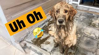 We Don't Deserve Golden Retrievers | FUNNIEST Dog Shorts