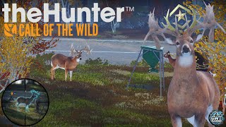 I Used The FEEDERS To Hunt The GREAT ONE WHITETAIL!! the Hunter | Call of the Wild