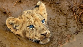 Little Lion Cub Fell Into a Raging River — You Won’t Believe Who Came to the Rescue!