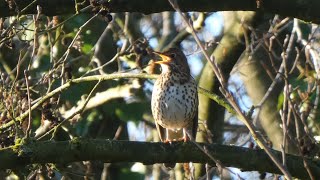 Vogelzang bij Ochtendgloren/Birdsong at dawn