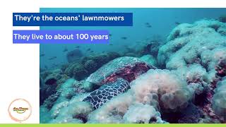 Turtle fun facts