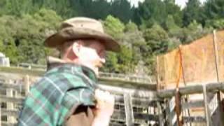 DAY 2 - DOCO - AA musterers - mustering wild bulls in Northland New Zealand