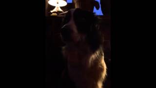 Border collie sings along