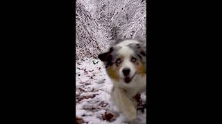 Crazy herding dog runs into the camera