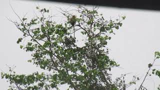 Proboscis monkey (Nasalis larvatus) on Klias Peninsula in Sabah, Borbeo