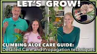 How to GROW and PROPAGATE Climbing Aloe Indoors LIKE A PRO! (Aloiampelos ciliaris)