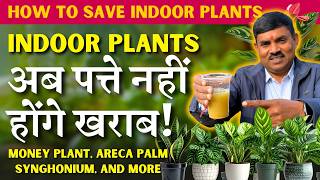 Indoor Plants अब पत्ते नहीं होंगे खराब! || February Care for Indoor Plant