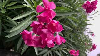 ASMR Flora Shots Japan Thunderstorm Rain 2025.07.10 Ambience Sound Sleep Meditate Relax Peace Tokyo