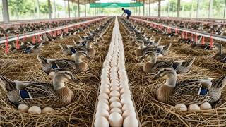 Organic Duck Farming - How to Raise Laying Ducks - Harvest Eggs.