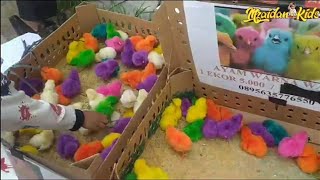 Zaidan Beli Ayam Warna Warni Lucu #ayamwarnawarni #ayam