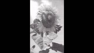 Cyclic Amp - A Certain Sacrifice (1988)