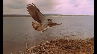 Fru Rauer delivers a big trout to Runi July 30 - 2025 #fiskeørn #osprey