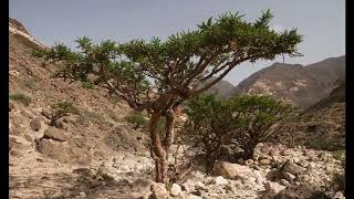 Alive on Arrival - Sunlight Shadows